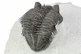 Tower-Eyed, Erbenochile Trilobite - Ou Driss, Morocco #254076-4